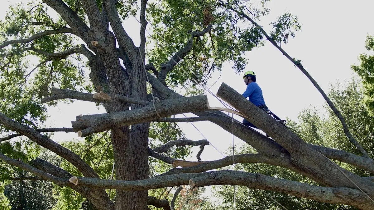 Professional Crown Thinning performed by certified arborists in Oronogo